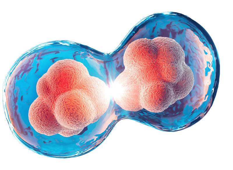 Cell division